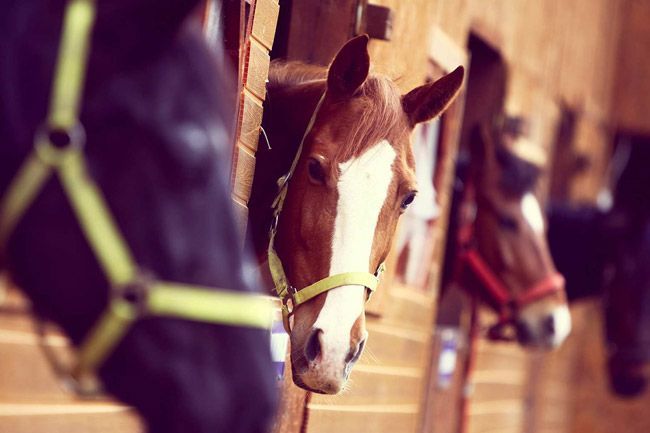 Una fila de caballos parados uno al lado del otro en un establo.