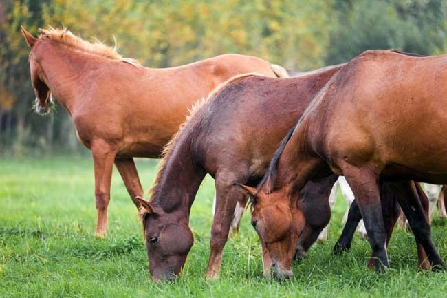 Una manada de caballos pastando en un campo de hierba.