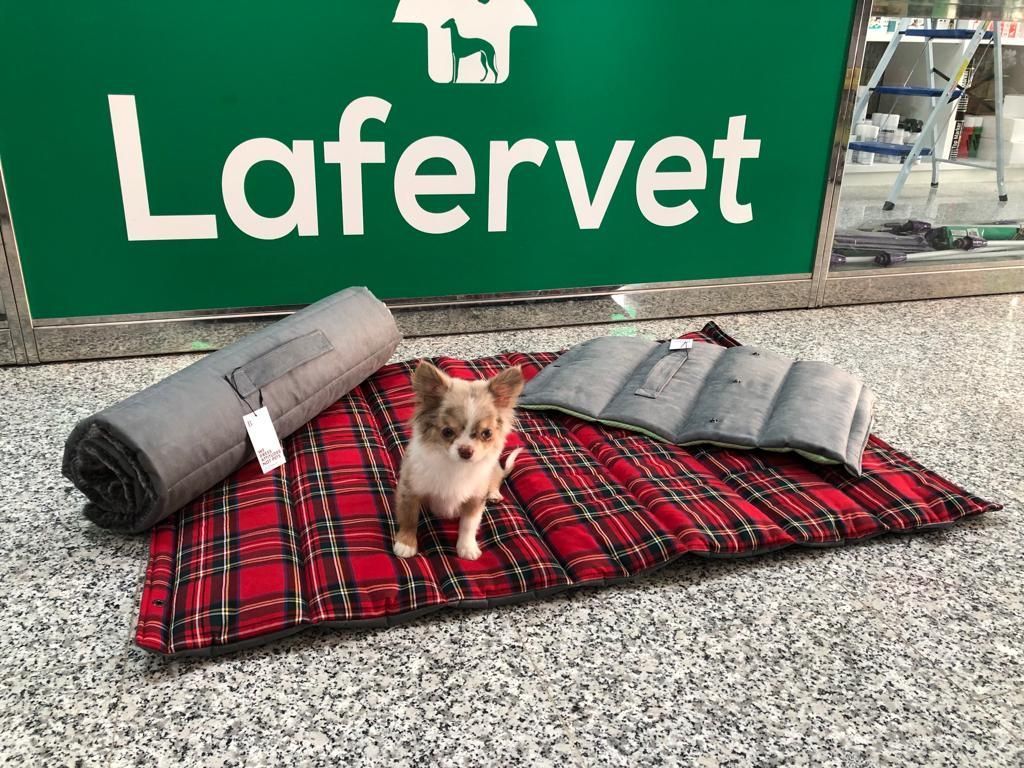 Un perro pequeño está acostado sobre una manta a cuadros frente a un cartel de Lafervet.