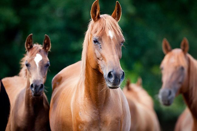 Una manada de caballos marrones parados uno al lado del otro en un campo.