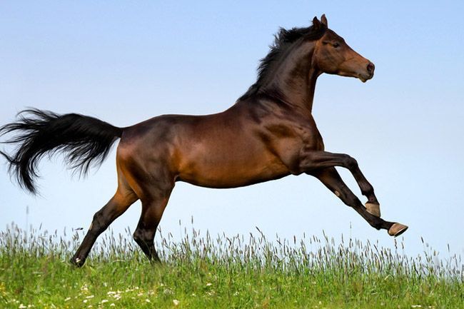 Un caballo marrón corre por un campo de hierba.