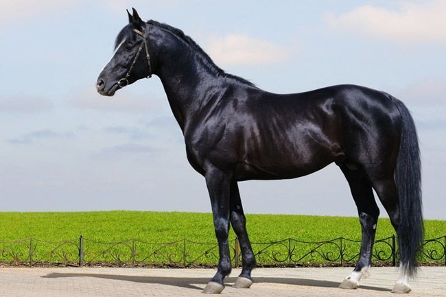 Un caballo negro está parado frente a un campo de hierba.