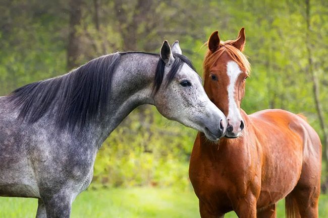 Dos caballos están parados uno al lado del otro en un campo.