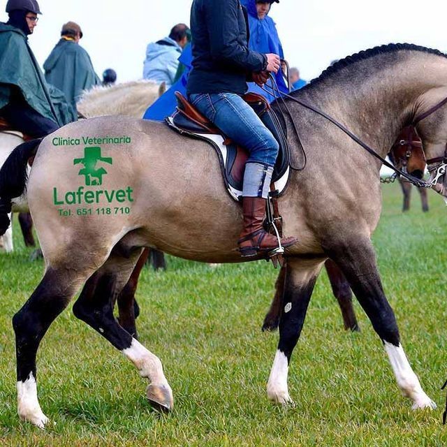 Una persona montando a caballo con lafervet escrito en la espalda
