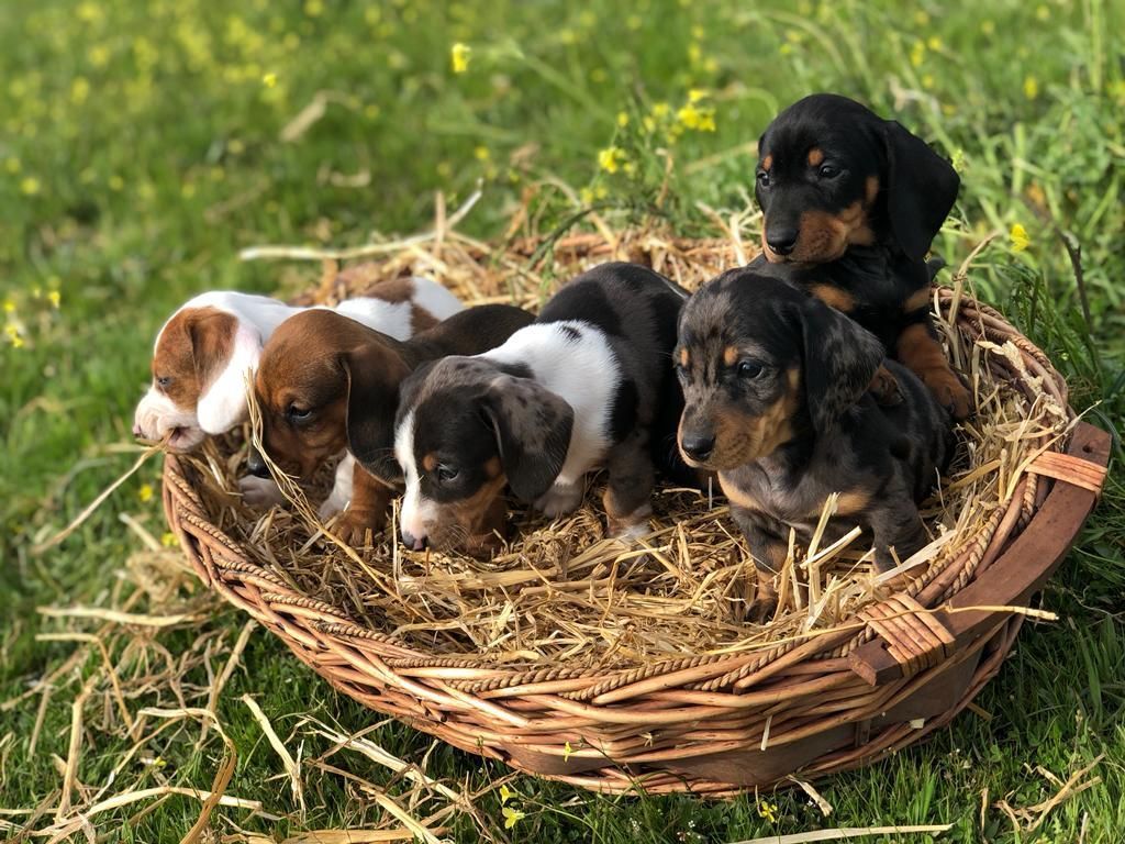 Un grupo de cachorros está sentado en una cesta de heno.