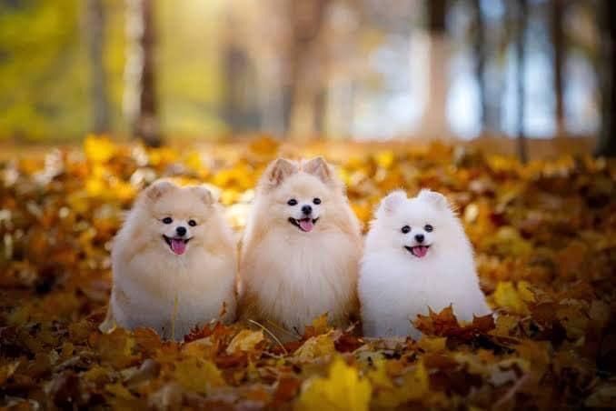Tres perros de pomerania están sentados en una pila de hojas.
