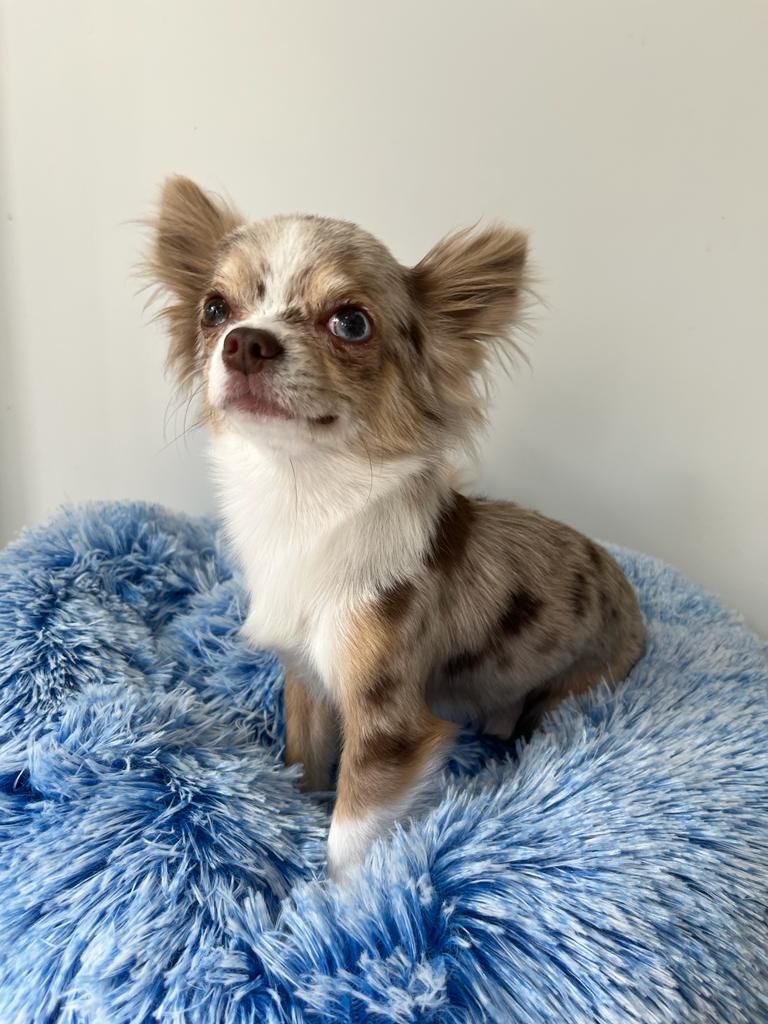 Un pequeño chihuahua marrón y blanco está sentado en una cama para perros azul.