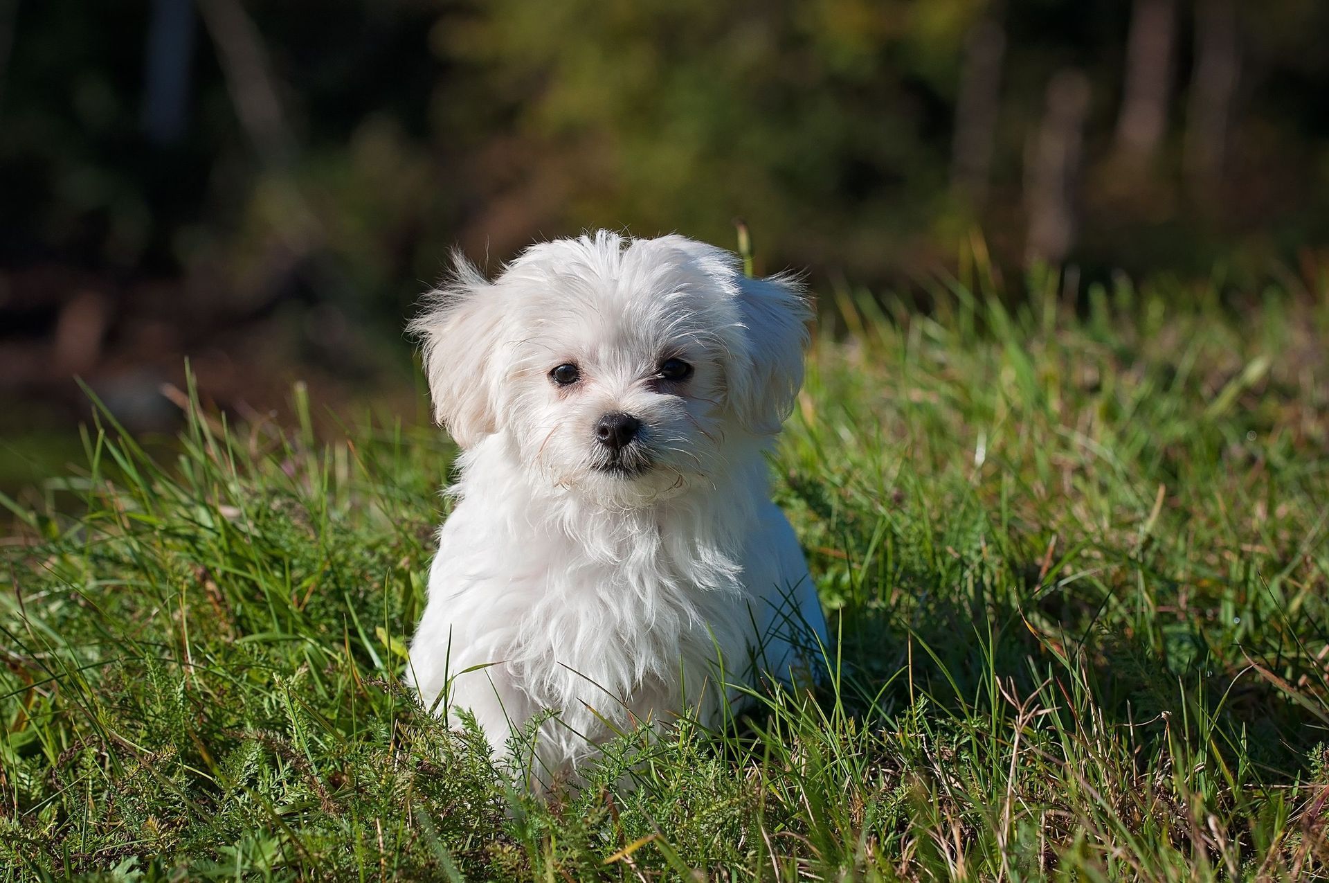 Un pequeño perro blanco está sentado en el césped mirando a la cámara.