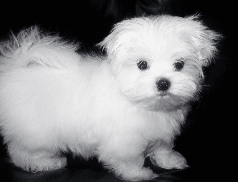 Un pequeño perro blanco está parado sobre una superficie negra.