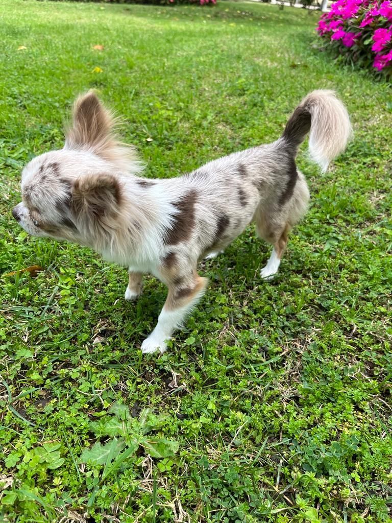 Un pequeño perro marrón y blanco está parado en el césped.