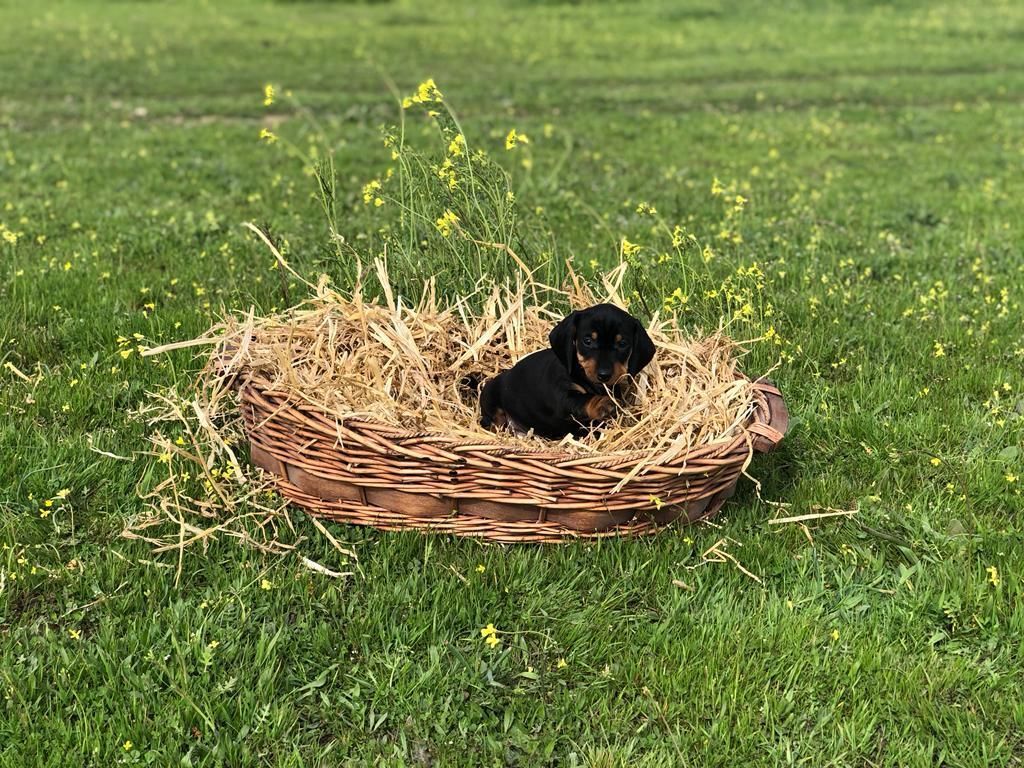 Un cachorro está acostado en una cesta de heno en la hierba.