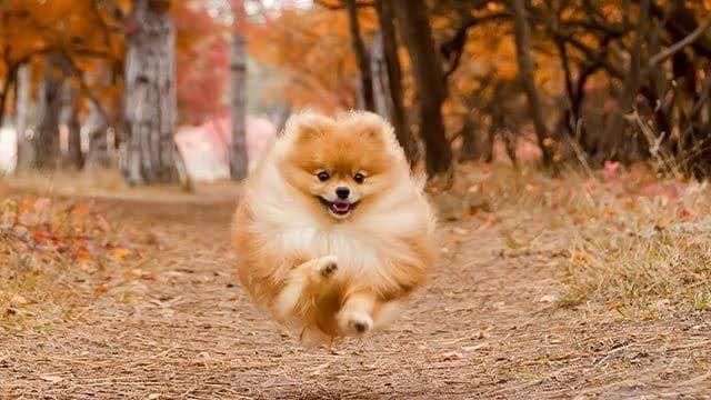 Un perro de Pomerania corre por un camino de tierra en el bosque.