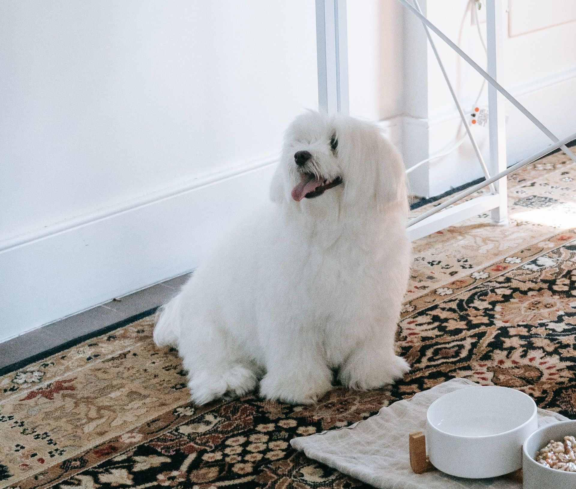 Un perro blanco está sentado en una alfombra junto a un plato de comida.