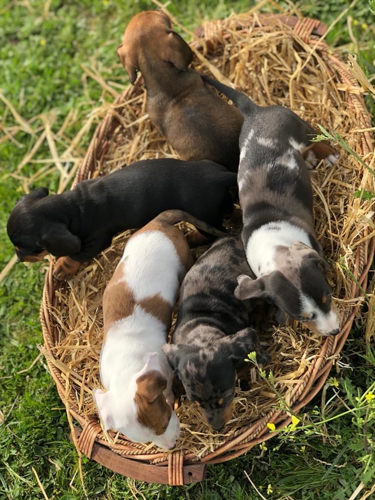 Un grupo de cachorros están acostados en una cesta de heno.