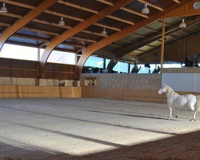 Un caballo blanco está parado en una gran arena cubierta