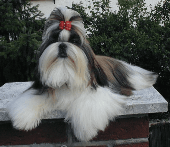 Un perro shih tzu con un lazo rojo en el pelo.