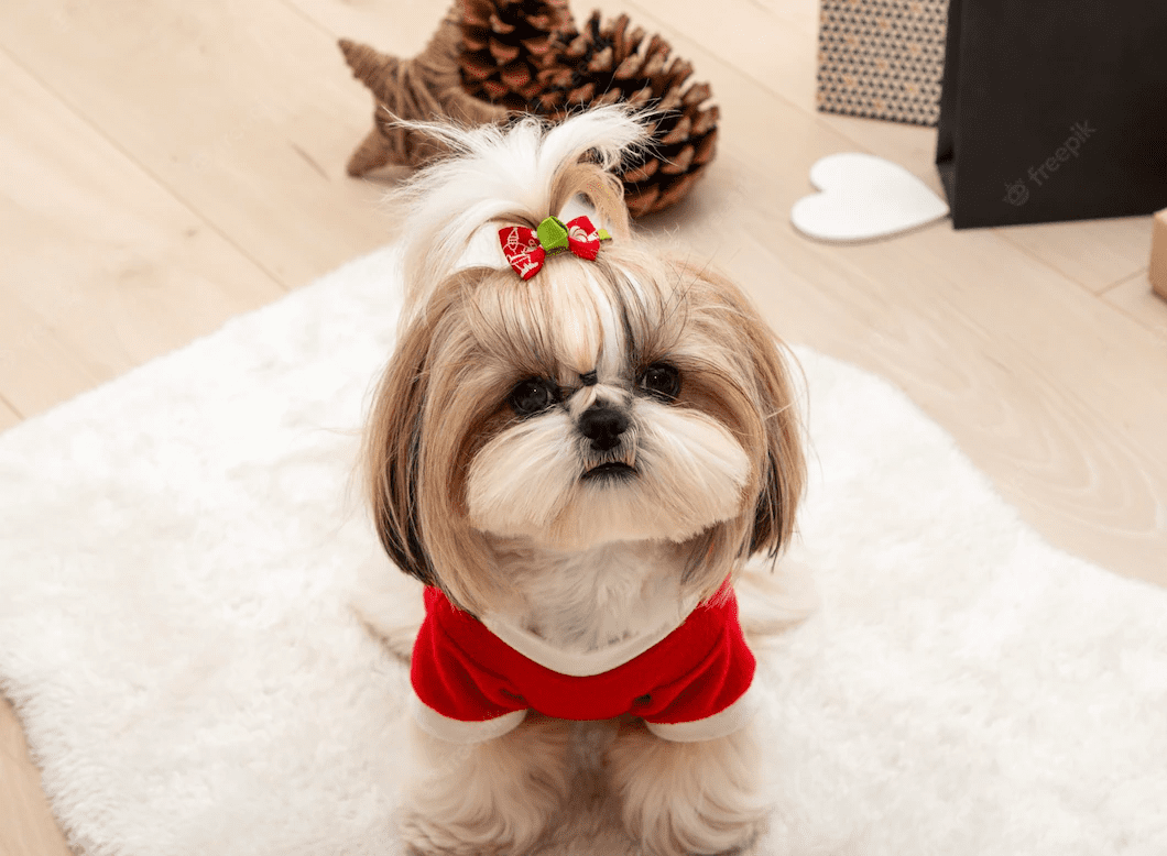 Un perro shih tzu con un suéter rojo y una pajarita está sentado sobre una alfombra.