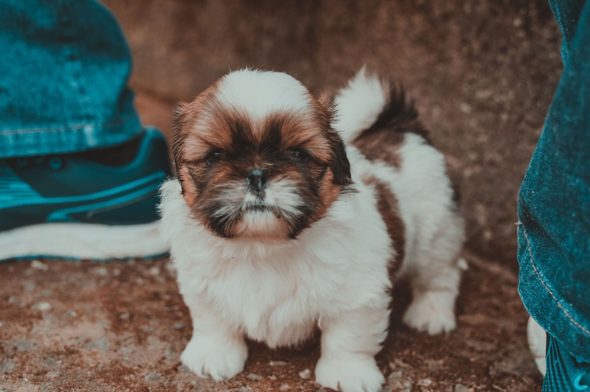 Un cachorro marrón y blanco está sentado en el suelo junto a una persona.
