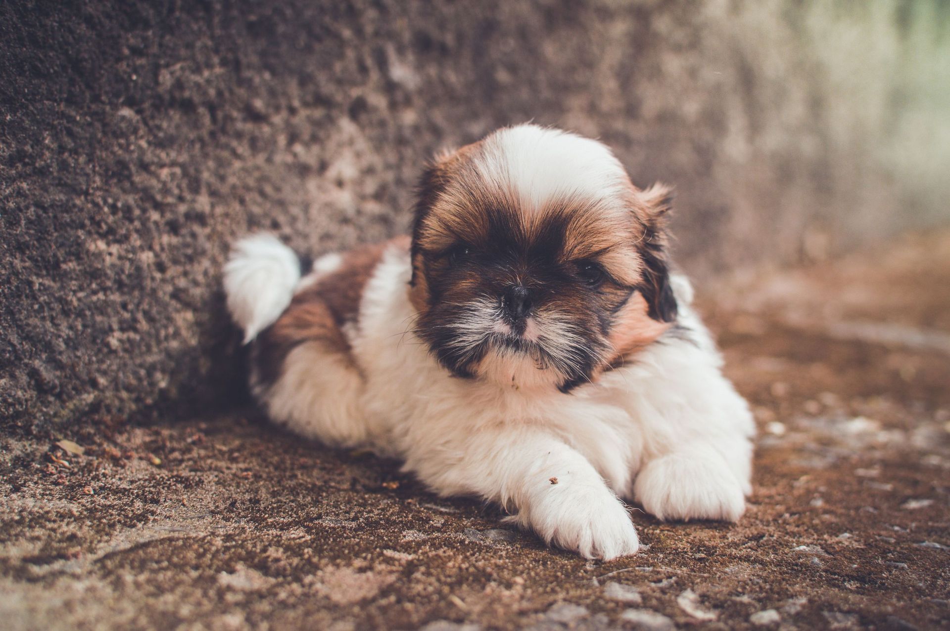 Un cachorro marrón y blanco está tendido en el suelo.