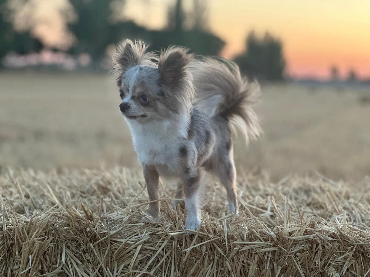 Un pequeño chihuahua marrón y blanco está sentado en un campo de flores rosas.