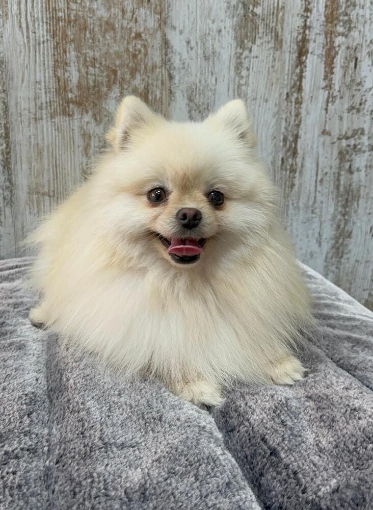 Un cachorro de pomerania está sentado sobre un cojín rojo.