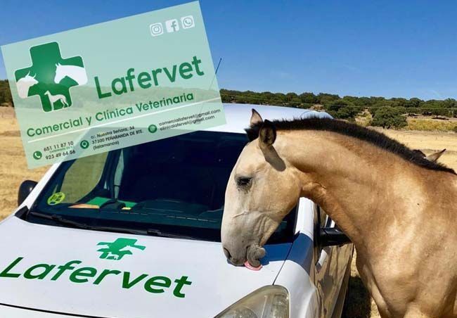Un caballo parado junto a una furgoneta Lafervet.