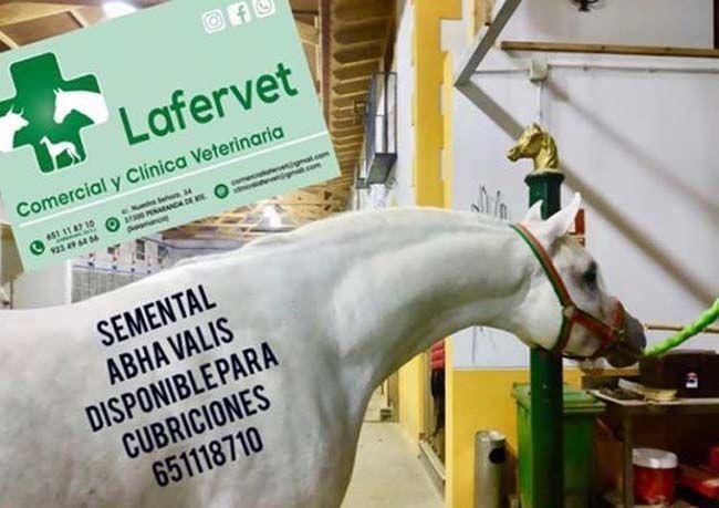 Un caballo blanco parado junto a un cartel que dice lafervet
