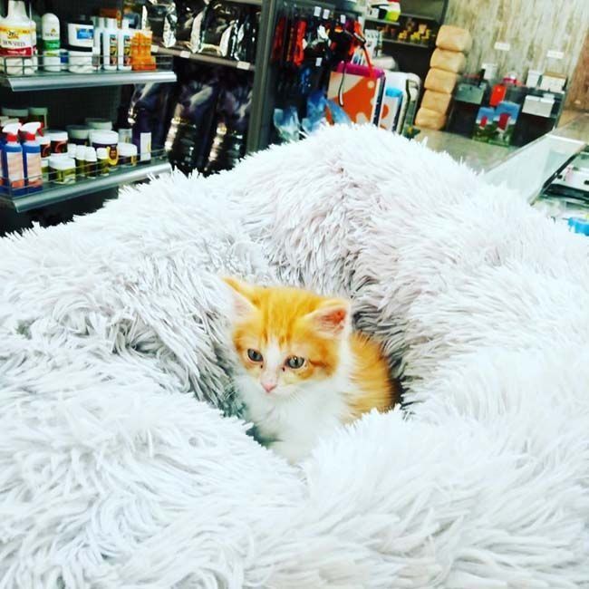 Un gatito naranja y blanco está acostado en una manta blanca y esponjosa.