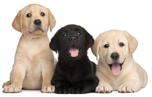 Tres cachorros están sentados uno al lado del otro sobre un fondo blanco.