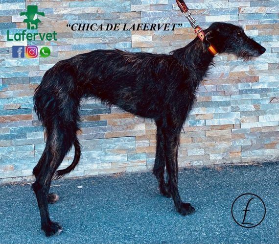 Un perro negro está parado frente a una pared de ladrillos.