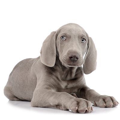 Un cachorro de Weimaraner está acostado sobre un fondo blanco y mirando a la cámara.