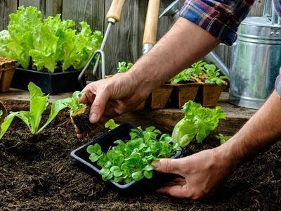 Un hombre está plantando plántulas de lechuga en un jardín.