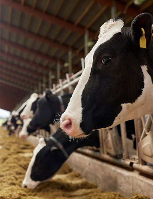 Una vaca blanca y negra con una etiqueta amarilla en la oreja