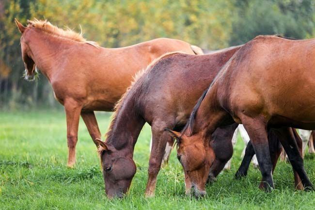Una manada de caballos pastando en un campo de hierba.