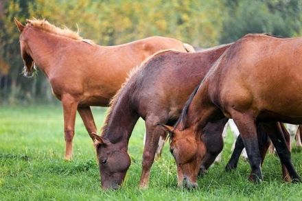 Una manada de caballos pastando en un campo de hierba.