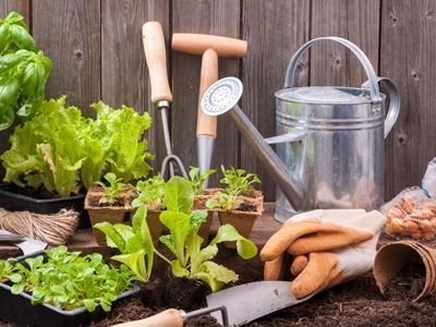 Un jardín con regadera, guantes y plantas.