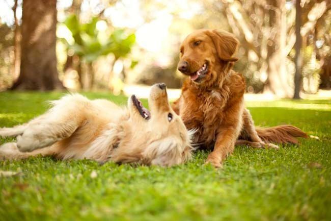 Dos perros están jugando en el césped de un parque.