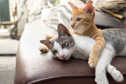 Dos gatos están acostados uno encima del otro en un sofá.