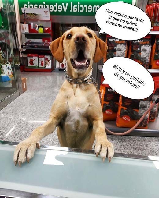 Un perro está sentado en un mostrador de una tienda.