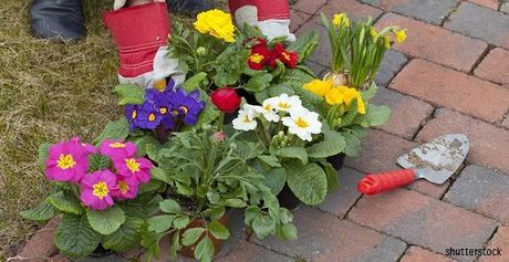 Fleuristes - Planter des fleurs et des plantes