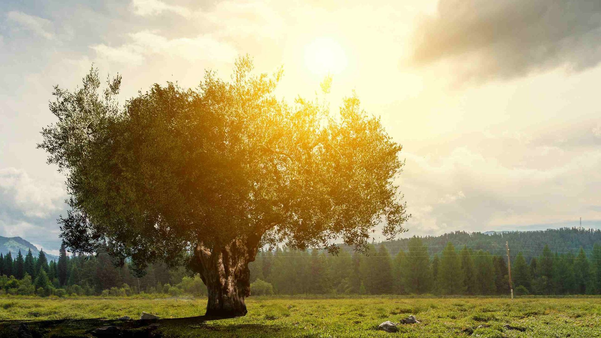 Árbol en un campo con el sol brillando intensamente, rodeado de árboles y montañas bajo un cielo nublado.