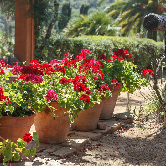 Geranios rojos en macetas de terracota, alineados en un entorno de jardín con exuberante vegetación.