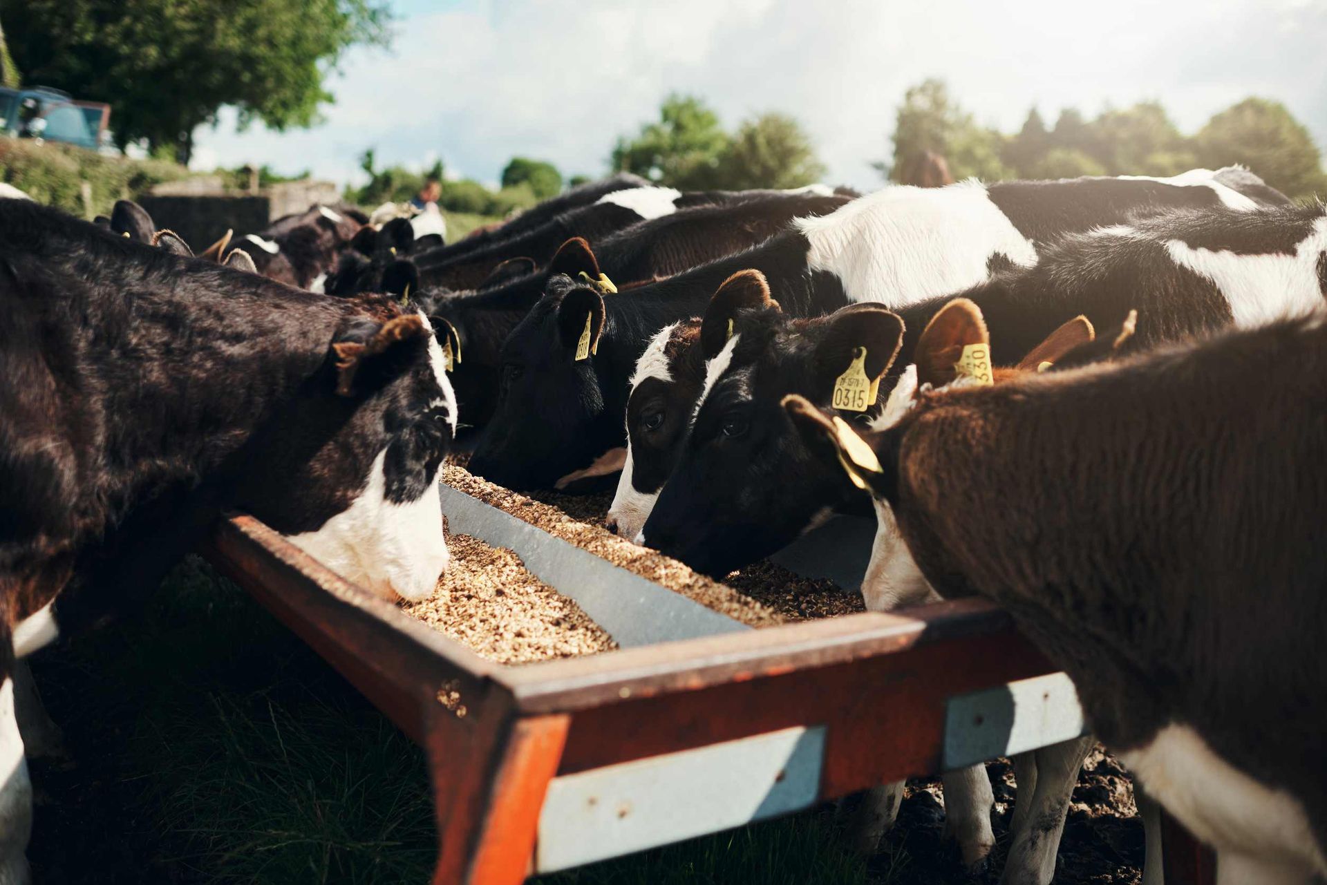 Vacas con patrones blancos y negros comiendo de un comedero marrón lleno de alimento en un campo soleado.