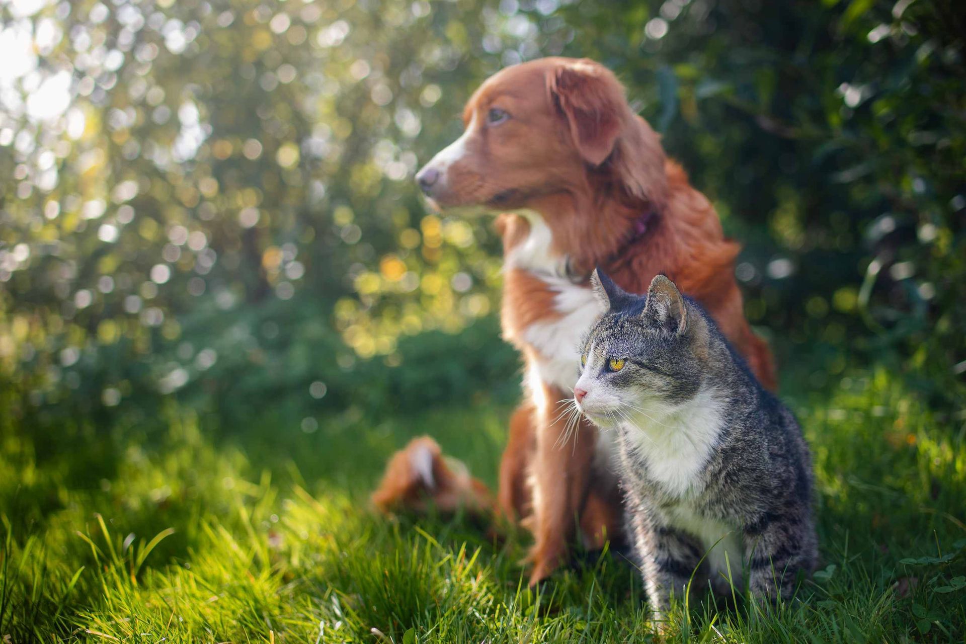 Perro y gato sentados juntos en una zona verde y soleada, mirando hacia la derecha.