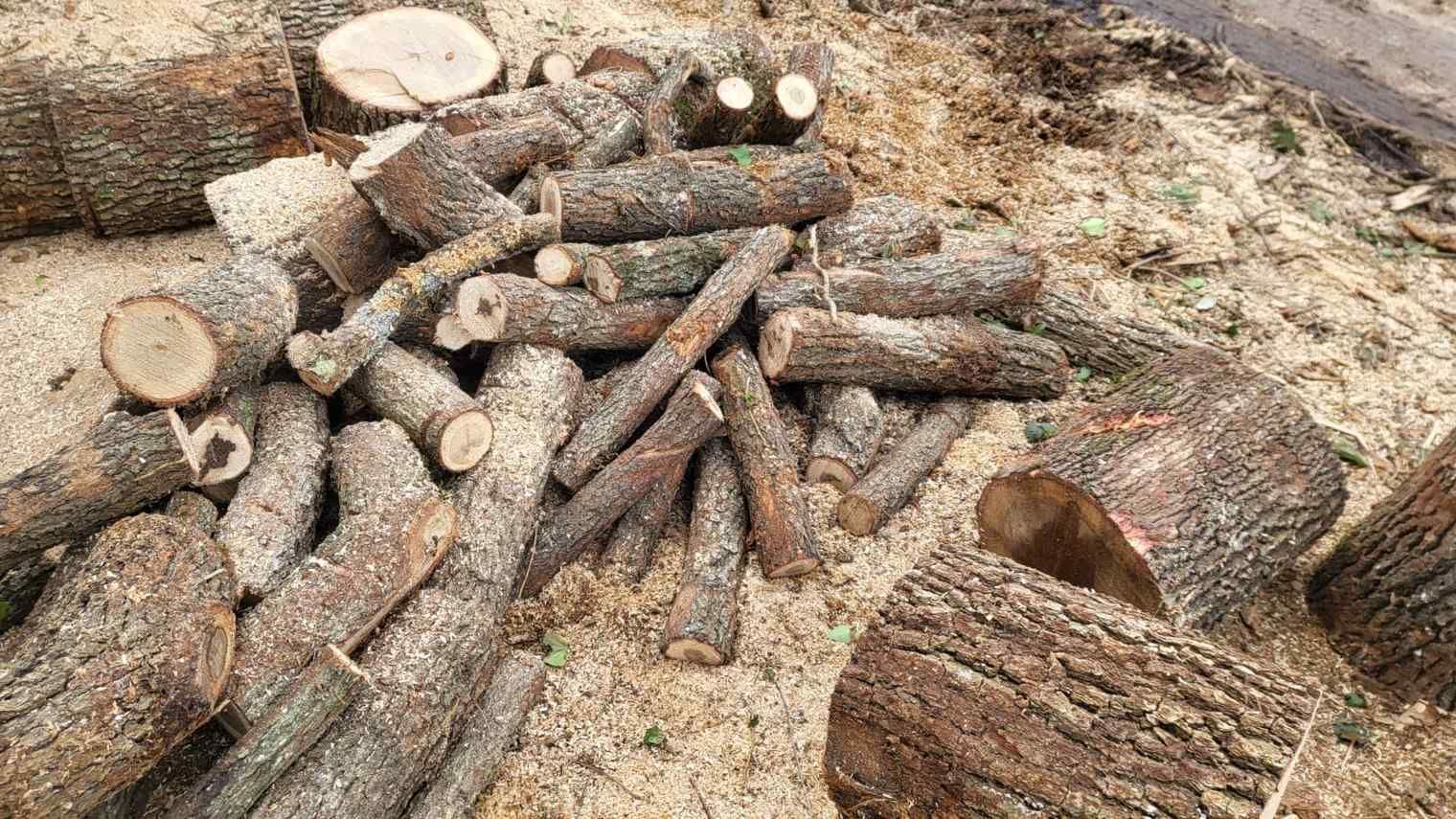 Pila de troncos cortados y astillas de madera, al aire libre.