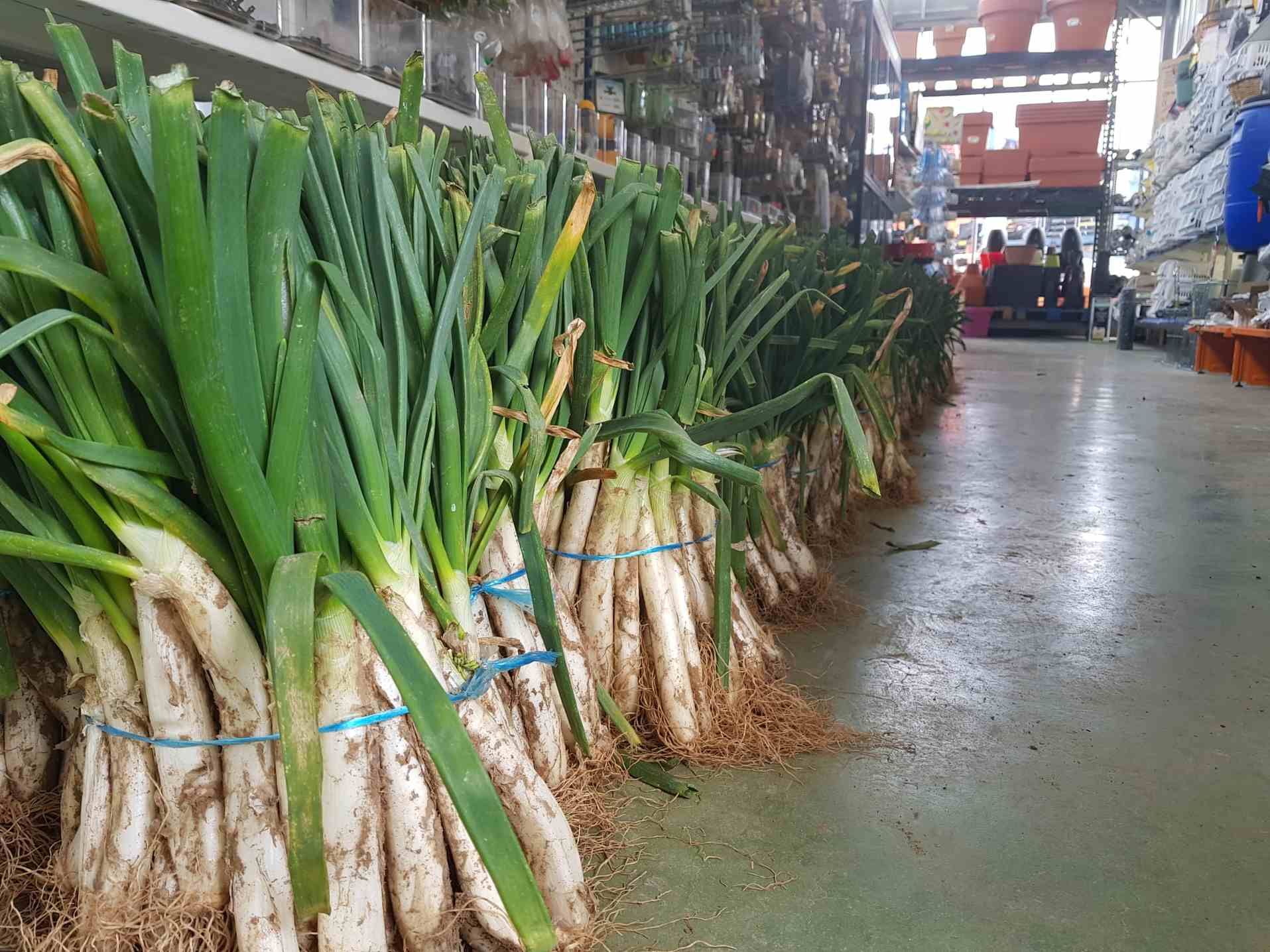 Manojos de calçots atados unos a otros y alineados en un almacén.