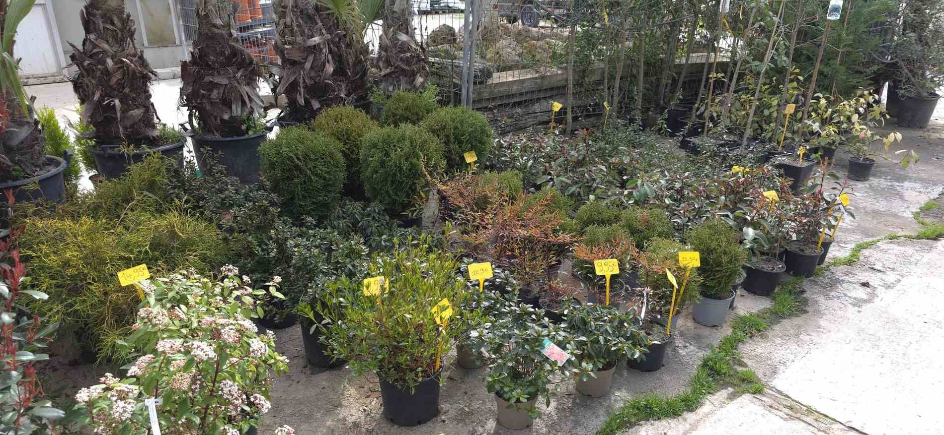 Plantas en macetas de diferentes variedades en un vivero o centro de jardinería.