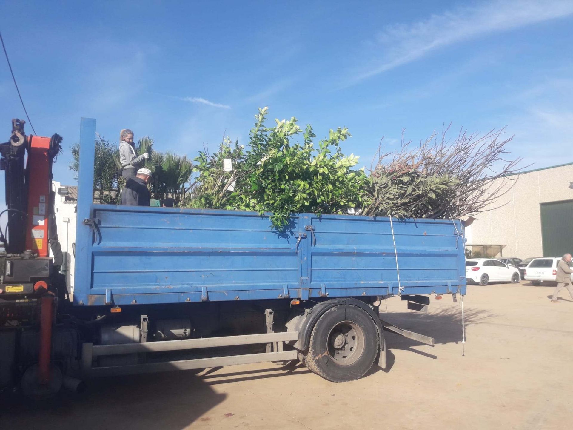 Una caja de camión cargada de arbustos verdes; dos personas en la caja, bajo un cielo azul.