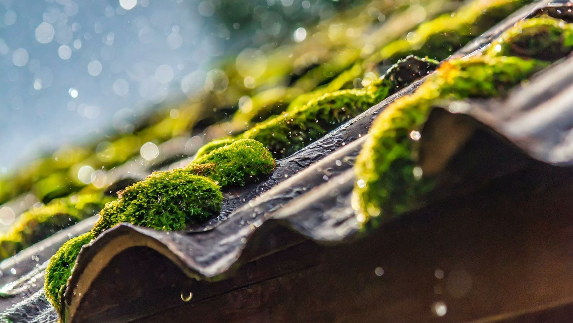 Mousse sur une toiture