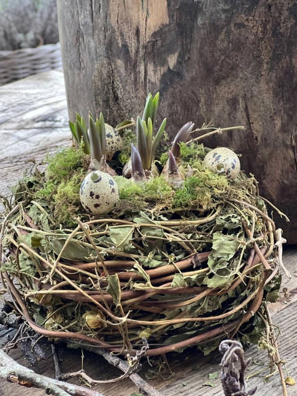 Ein Nest mit gesprenkelten Eiern, spriessenden grünen Pflanzen und Moos vor einem hölzernen Hintergrund.